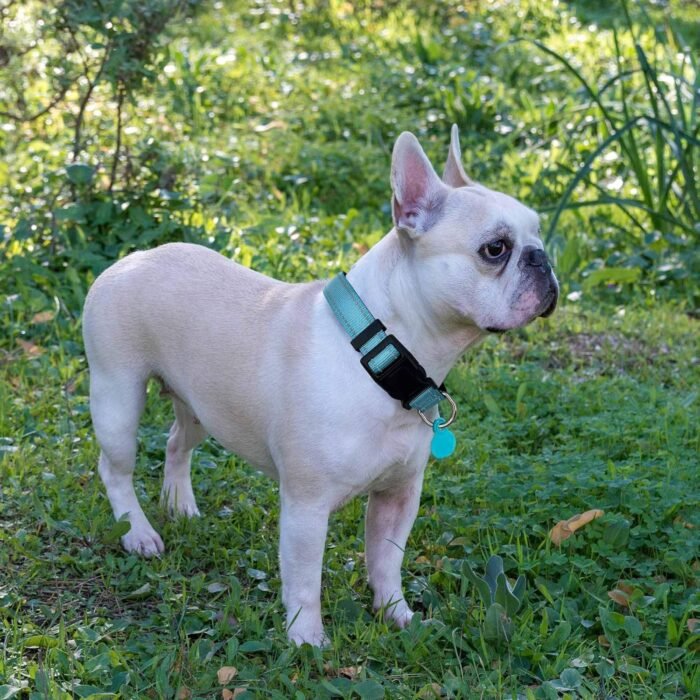 Reflective Dog Collar Padded with Soft Neoprene Breathable Adjustable Nylon Dog Collars for Small Medium Large Dogs (Collar+Leash L Neck 19"-23.5", Blue) - Image 6