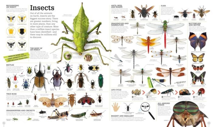 Picturepedia, Second Edition: An Encyclopedia on Every Page - Image 5