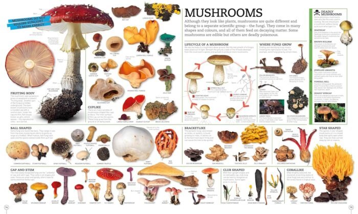 Picturepedia, Second Edition: An Encyclopedia on Every Page - Image 3
