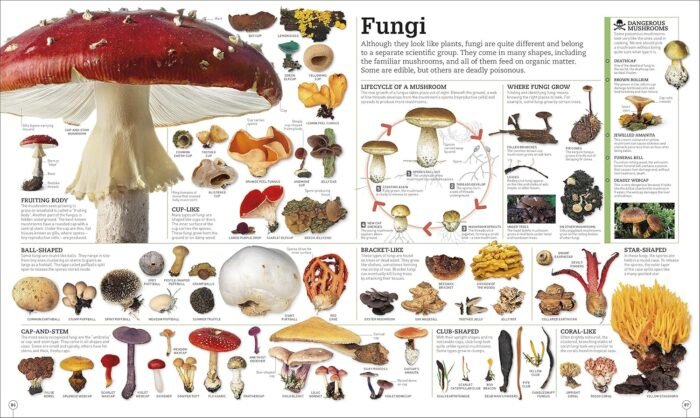 Picturepedia, Second Edition: An Encyclopedia on Every Page - Image 11