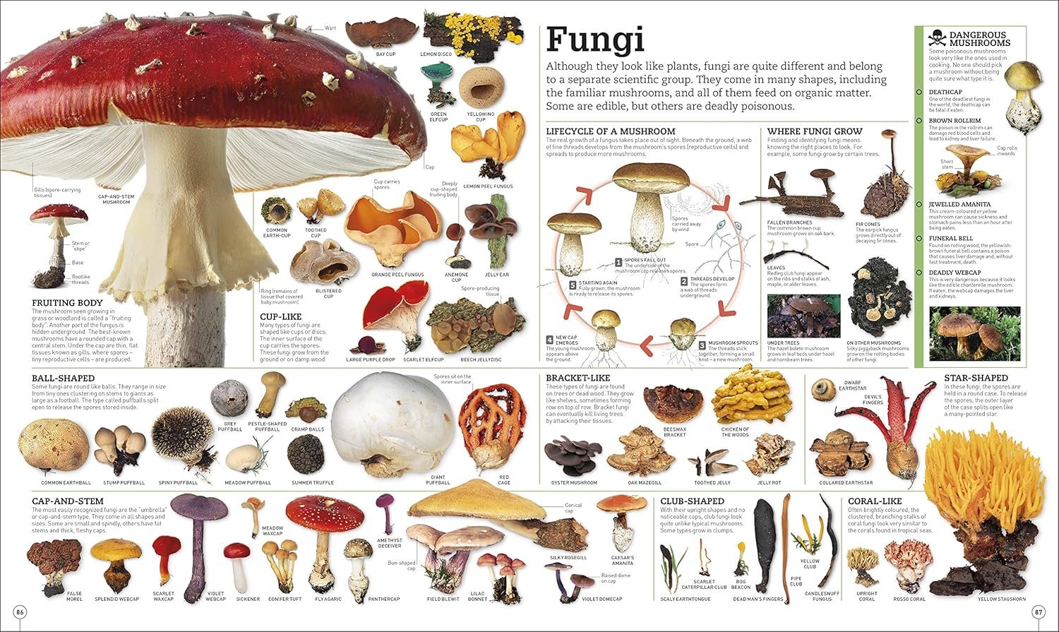 Picturepedia, Second Edition: An Encyclopedia on Every Page - Image 11