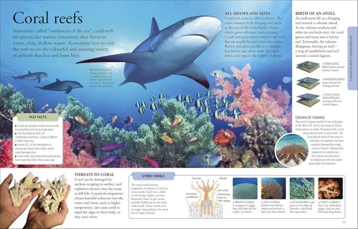 The New Children's Encyclopedia: Packed with thousands of facts, stats, and illustrations (DK Children's Visual Encyclopedias) - Image 3