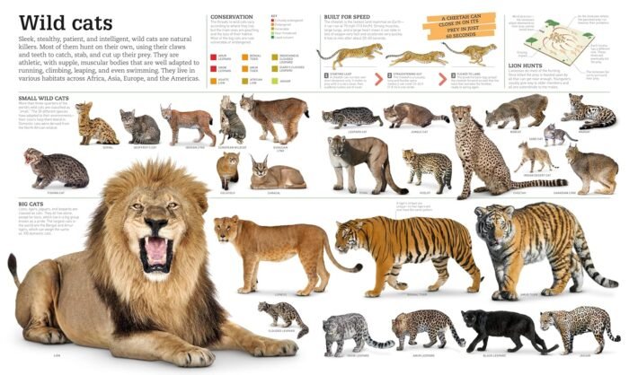 Picturepedia, Second Edition: An Encyclopedia on Every Page - Image 10