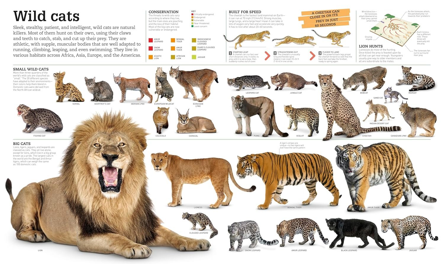 Picturepedia, Second Edition: An Encyclopedia on Every Page - Image 10