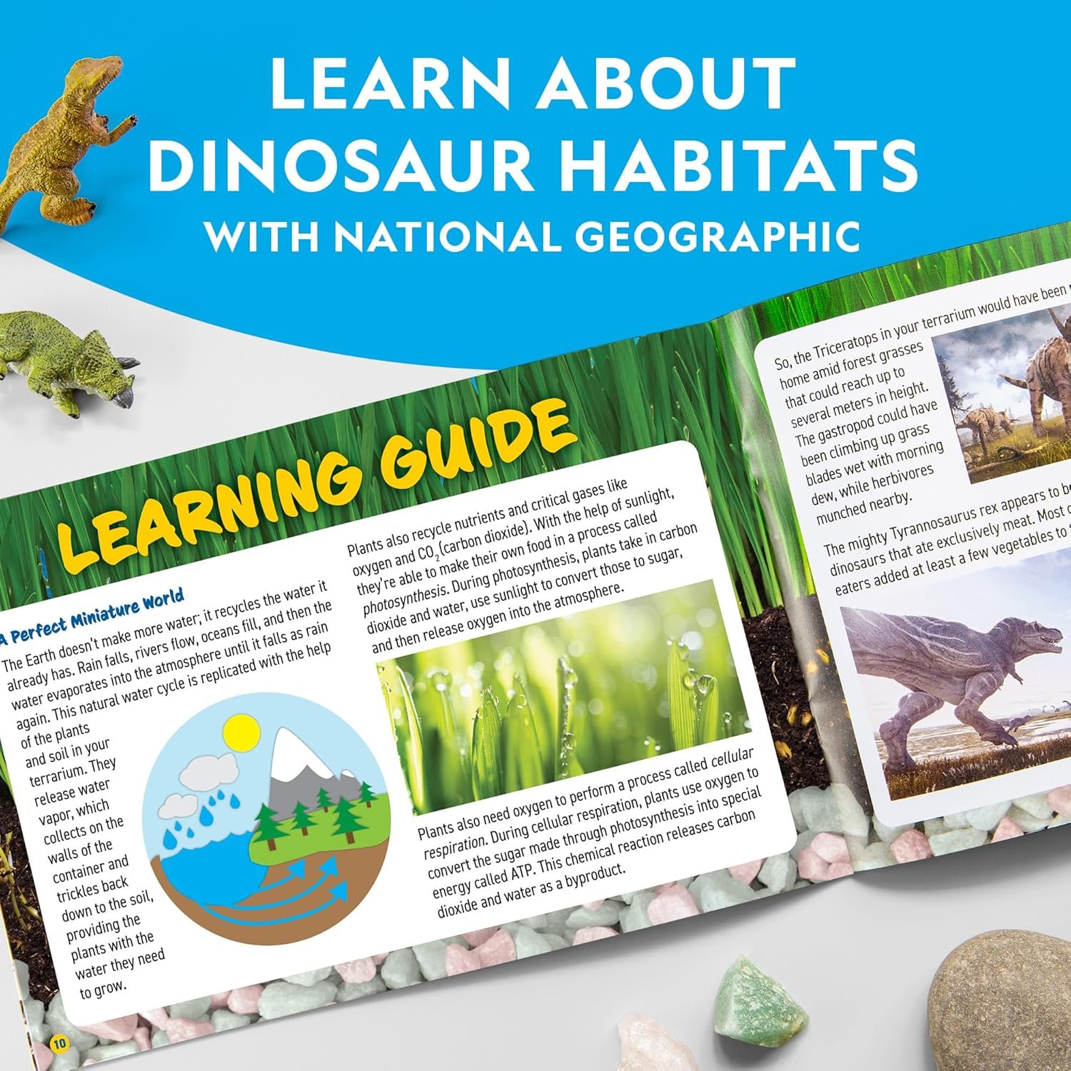 NATIONAL GEOGRAPHIC Light Up Terrarium Kit for Kids - Build a Dinosaur Habitat with Real Plants & Gemstones, Science Kit, Dinosaur Toys for Kids (Amazon Exclusive) - Image 7