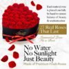 27 Preserved Roses in a Heart Box - Flowers Forever Valentine's Day, Roses Forever for Women, Roses Forever in a Box, Birthday Gifts for Her, Red - Image 2